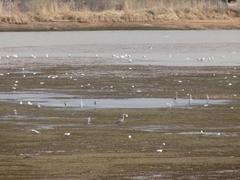 Ardea cinerea