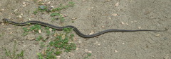 Thamnophis couchii