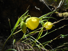 Calochortus pulchellus