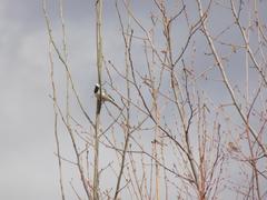 Motacilla alba