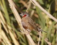 Amadina fasciata
