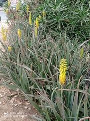 Aloe vera