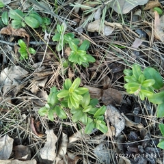 Vaccinium vitis-idaea