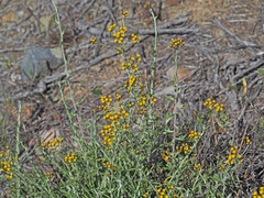 Helichrysum revolutum