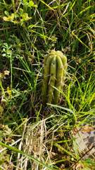 Trichocereus bridgesii