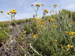 Helichrysum revolutum