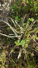 Tillandsia sphaerocephala