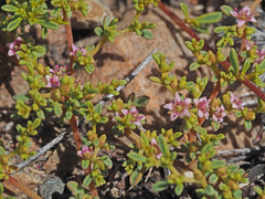 Aizoon portulacaceum