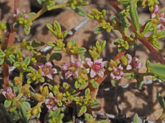 Aizoon portulacaceum