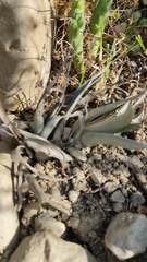 Tillandsia sphaerocephala