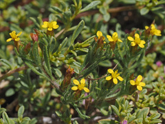 Rhynchopsidium sessiliflorum