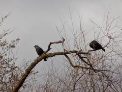 Corvus monedula