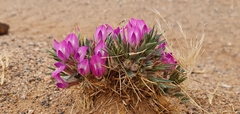 Oxytropis aciphylla