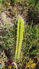 Trichocereus bridgesii