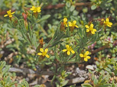 Rhynchopsidium sessiliflorum