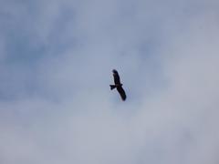 Milvus migrans