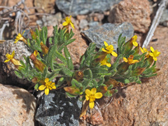 Rhynchopsidium sessiliflorum