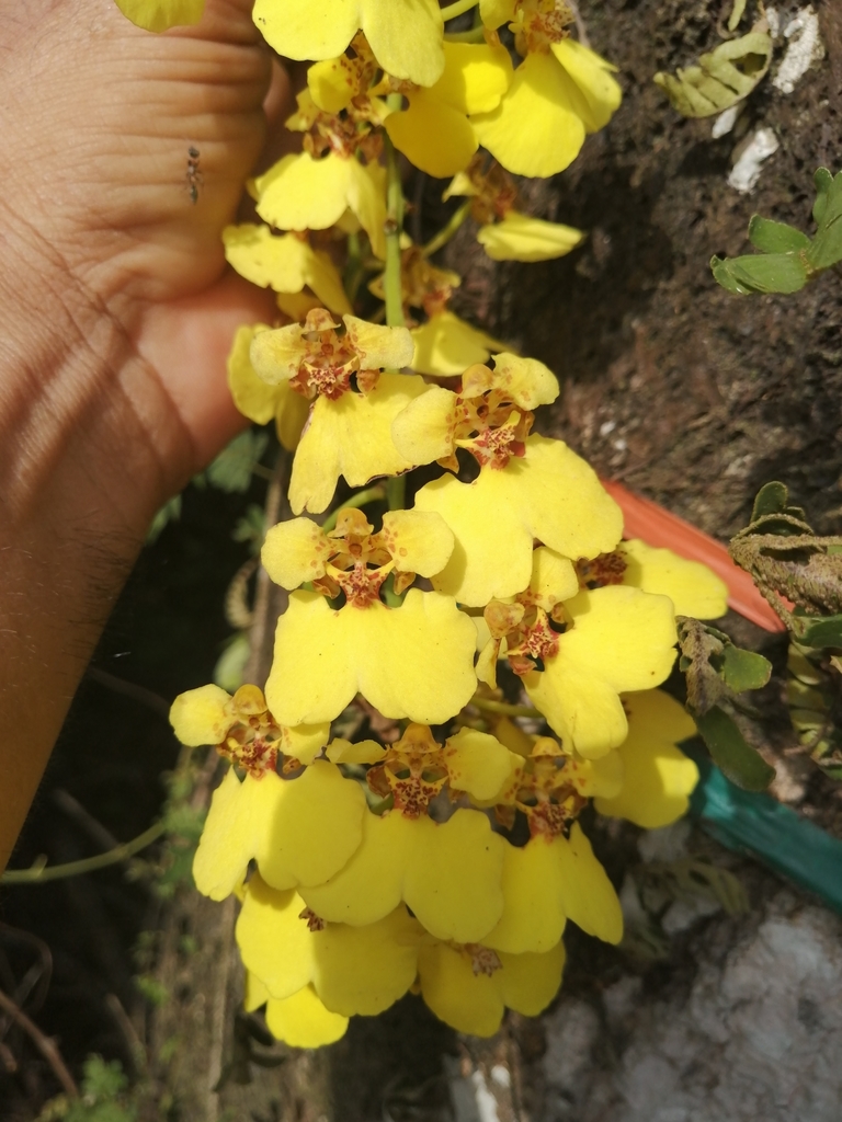 Rossioglossum ampliatum