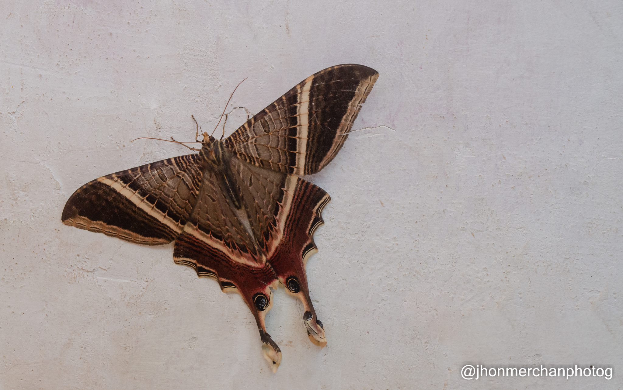 Nothus lunus Linnaeus, 1758