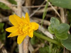 Ficaria verna
