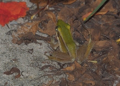 Hylarana erythraea