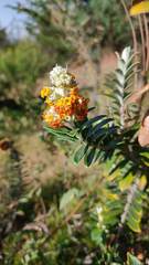 Buddleja coriacea