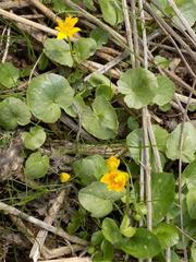 Ficaria verna