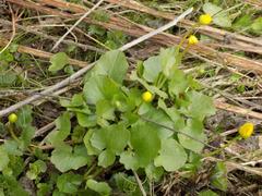Ficaria verna