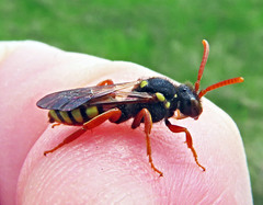 Nomada fucata