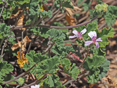 Pelargonium nanum