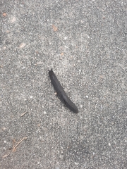 Belocaulus angustipes