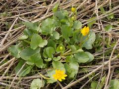 Ficaria verna