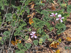 Pelargonium nanum