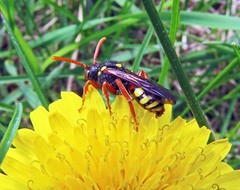 Nomada fucata