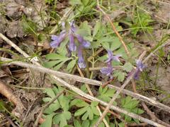Corydalis solida