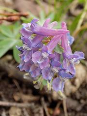 Corydalis solida
