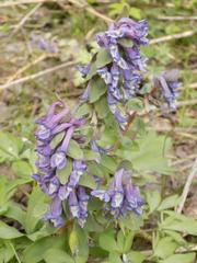 Corydalis solida