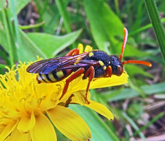 Nomada fucata