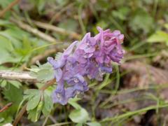 Corydalis solida