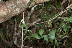 Rhinacanthus gracilis
