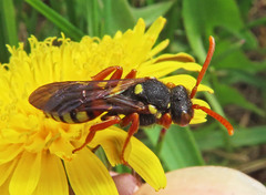 Nomada fucata