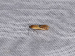 Batia lunaris