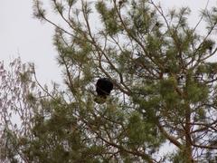Corvus corax