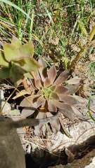 Echeveria buchtienii