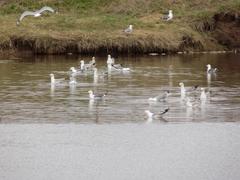 Larus