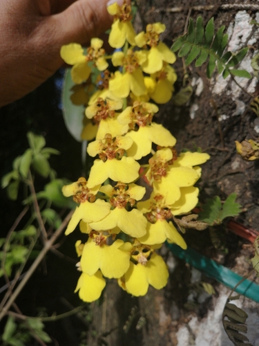 Image of Rossioglossum ampliatum by (c) Andres Hernandez, some rights reserved (CC BY)