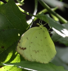 Eurema desjardinsii