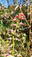 Echeveria buchtienii