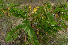 Senna magnifolia