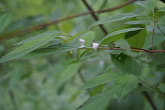 Entomophthorales